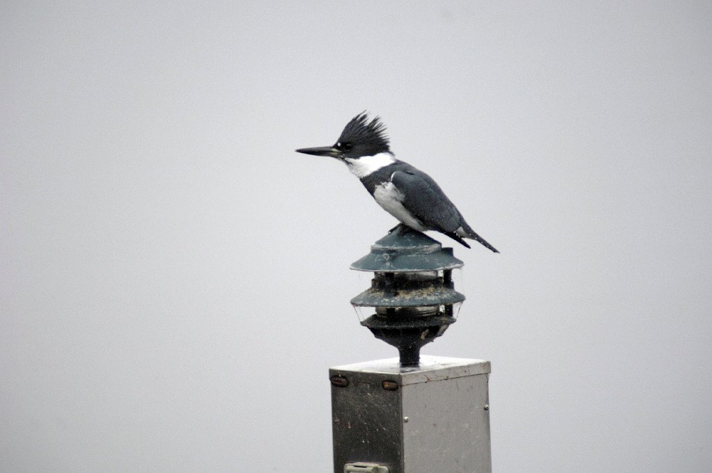 Kingfisher, Belted, 2006-12265360 Flint Pond, MA.JPG - Belted Kingfisher, Flint Pond, MA, 12-26-2006